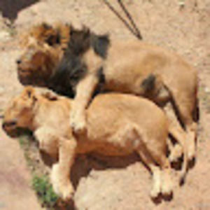 Meet your Posher, Vanich